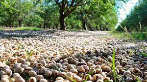 فروشگاه بادام خارجی درجه یک ارزان قیمت