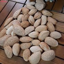 فروشگاه بادام سنگی ارزان قیمت