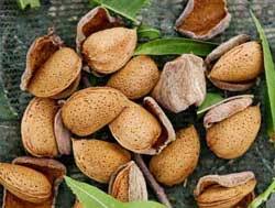 تولید انواع بادام ربیع به صورت اینترنتی