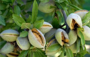 توزیع مستقیم بادام مامایی درجه یک درشت