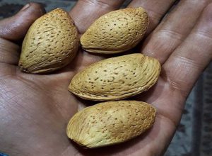 پخش مستقیم بادام در وب سایت آرال