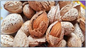 تولید بادام پوست کاغذی با کیفیت