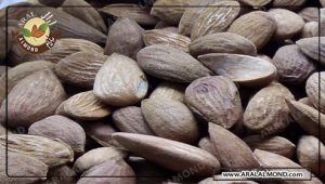 فروش اینترنتی مغز بادام افغانی در ایران