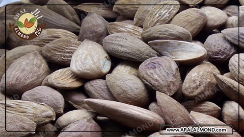 فروش اینترنتی مغز بادام افغانی در ایران