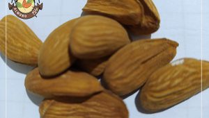 فروش بادام شاهرودی با پوست به صورت عمده