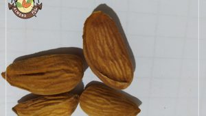 سفارش مغز بادام شاهرودی با کیفیت