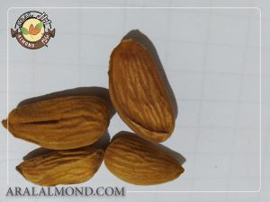 سفارش مغز بادام شاهرودی با کیفیت