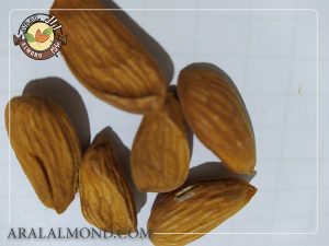 تولید کننده بادام شاهرودی درجه یک سامان