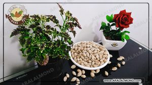 تولید انبوه بادام پوست کاغذی برای صادرات