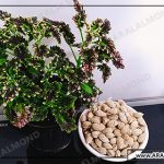 طبع بادام درختی در طب سنتی و مصلح آن