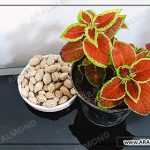 خواص بادام تلخ و روش روغن گیری آن