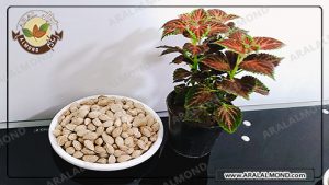 سفارش کلی بادام محب برای صادرات