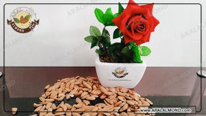خرید بهترین مغز بادام مامایی به صورت اینترنتی