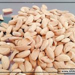صادرات محصولات مغز بادام مامایی