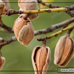 فروش اینترنتی و صادرات بادام شیرین درختی ایرانی