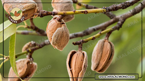 فروش اینترنتی و صادرات بادام شیرین درختی ایرانی